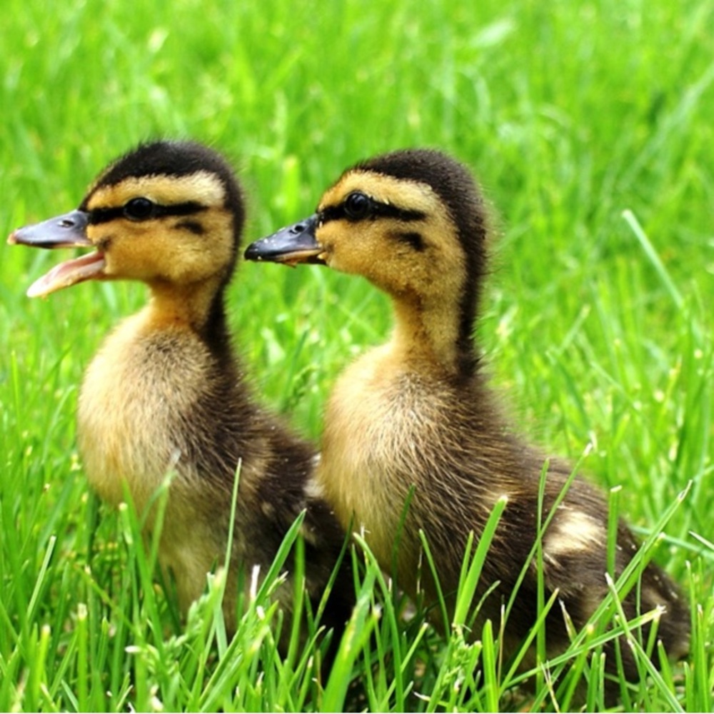$16 ducks